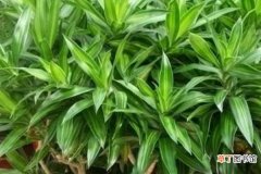 【养殖方法】百合竹怎么养 百合竹养殖方法与注意事项