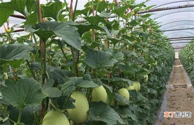 【种植】哈密瓜的种植条件