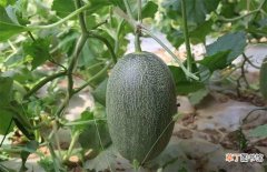 【种植】哈密瓜的种植条件