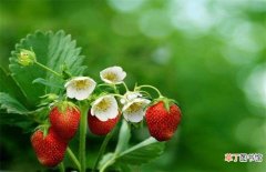 【花】草莓保花保果技术