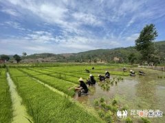 富民县沙营村：彩色水稻播种忙 助推乡村旅游发展