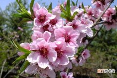 【种植方法】桃花怎么种 桃花种植方法与注意事项