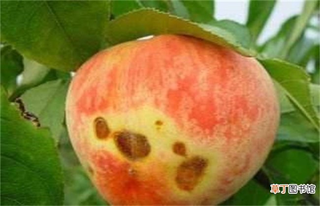 【桃子】桃子细菌性穿孔病防治方法