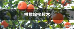 【嫁接】柑橘嫁接技术