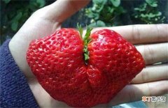 【原因】草莓异常果发生原因及防止措施