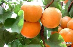 【杏子】杏子什么时候播种