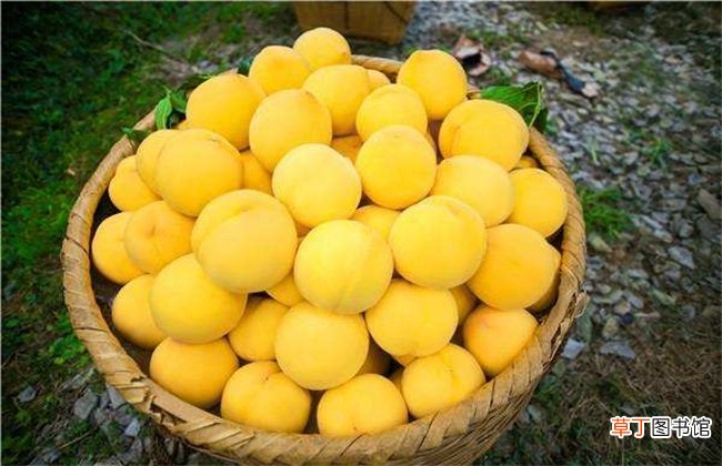 【桃】常见的桃子品种有哪些