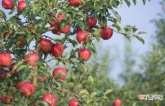 【苹果树】苹果树秋冬季该怎么管理？苹果树秋冬季管理技术