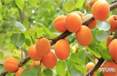 【桃】黄桃的科学果园管理技术