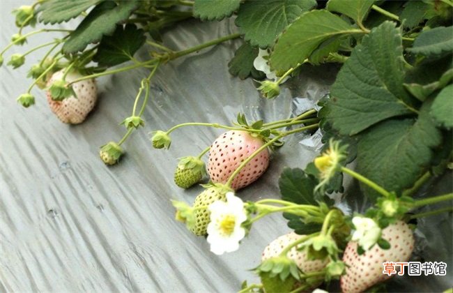 【生长】菠萝莓的生长环境