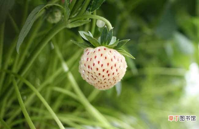 【生长】菠萝莓的生长环境