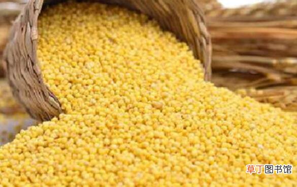 大黄米的作用与功效 吃大黄米的好处