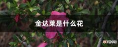 【花】金达莱是什么花