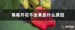 【开花】草莓开花不坐果是什么原因