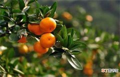 【施肥】柑橘施肥时间和用量