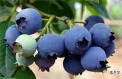 【蓝莓】蓝莓休眠期管理技术