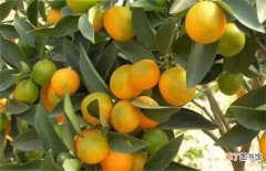 【原因】柑橘转色期返青原因及预防措施