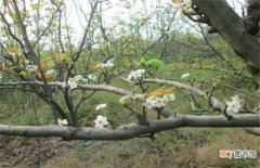 【梨树】梨树花期如何管理？梨树的花期管理技术