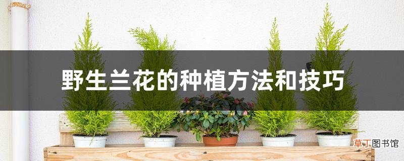 【种植方法】野生兰花的种植方法和技巧