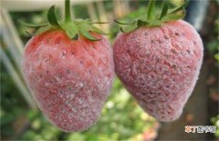 【防治】草莓白粉病的防治方法