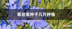 【种植】菊苣草种子几月种植