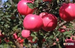 【苹果】影响苹果果实着色的因素