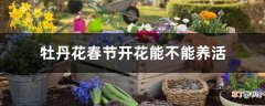 【春节】牡丹花春节开花能不能养活