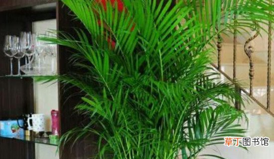 【种植】风尾竹怎样栽培和种植