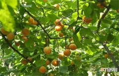 【树】杏树春季管理要点