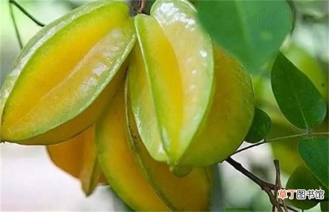 【桃】杨桃种植管理技术