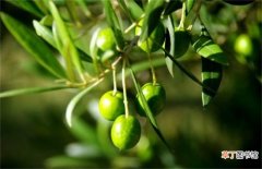 【种植】橄榄种植条件
