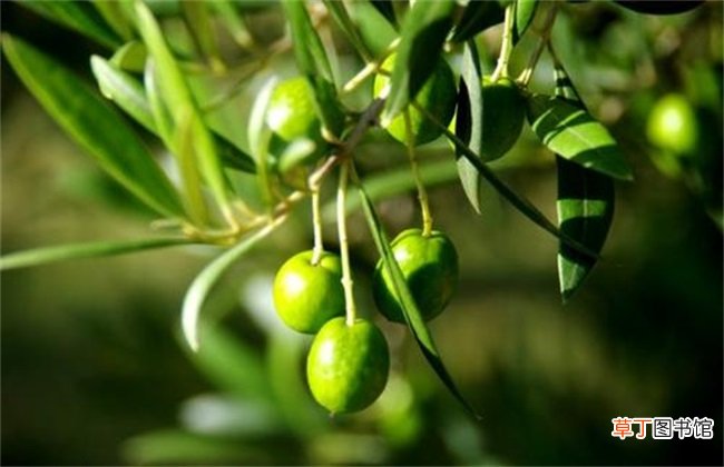 【种植】橄榄种植条件