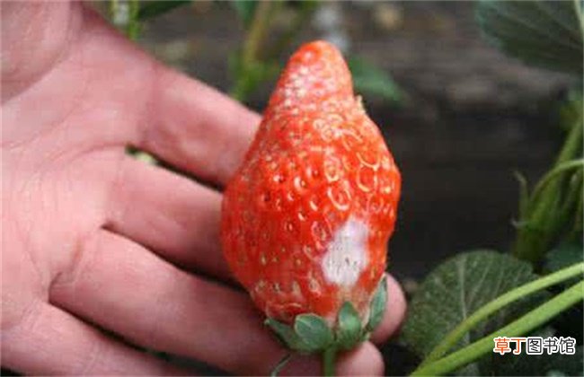 【草莓】草莓药害该怎么挽救
