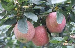 【苹果】苹果补钙有哪些误区