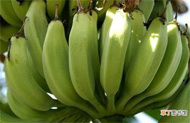 【香蕉】香蕉迟抽蕾的管理要点