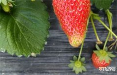 【原因】草莓着色不良原因及解决方法