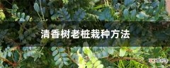 【树】清香树老桩栽种方法