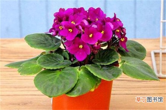 【开花】紫罗兰四季都开花的技巧，分期播种延长光照