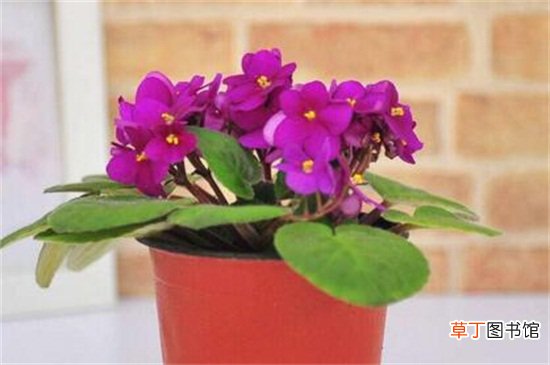 【开花】紫罗兰四季都开花的技巧，分期播种延长光照