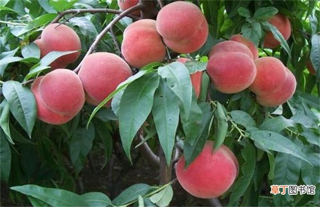 【桃树】桃树成果率低是什么问题