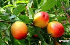 【桃树】桃树成果率低是什么问题