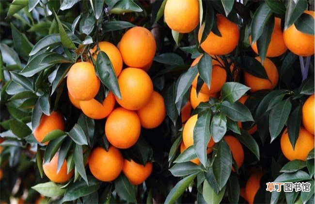 【花卉大全】柑橘除酸增甜措施