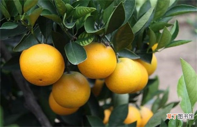 【橙子】橙子树的肥水管理