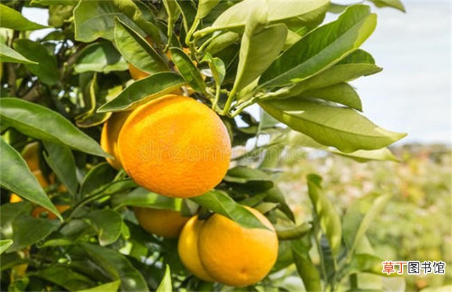 【橙子】橙子树的肥水管理