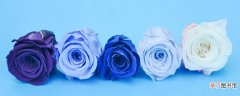 【花语】蓝色玫瑰的花语和象征 蓝色玫瑰的花语和象征是什么