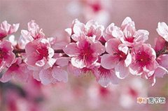 【花卉】春天有什么花开，论述10种最美花卉