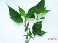 【功效】溪黄草的介绍，溪黄草茶的功效与作用有哪些？