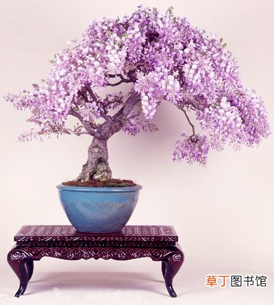 【花】紫藤花盆景图片有哪些？