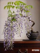 【花】紫藤花盆景图片有哪些？