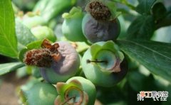 【防治】蓝莓灰霉病的症状和防治方法有哪些？